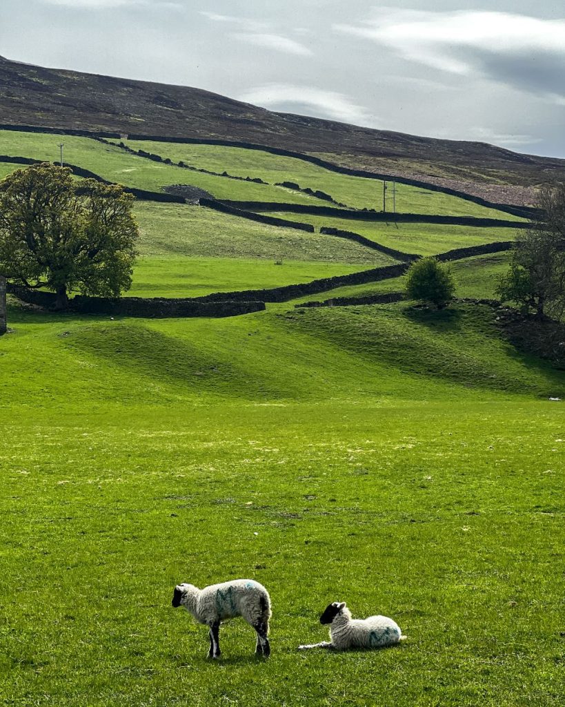 Reeth North Yorkshire lambs