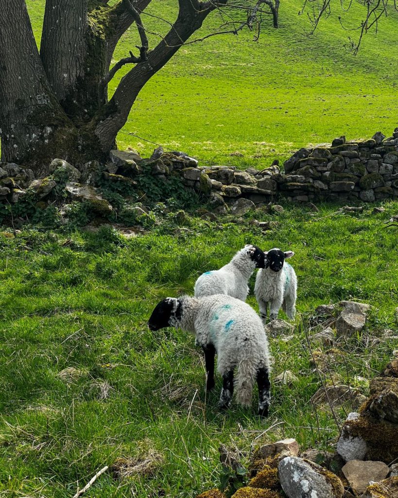 North Yorkshire lambs